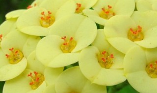 虎刺梅的养殖方法和注意事项 虎刺梅的养殖方法和注意事项视频