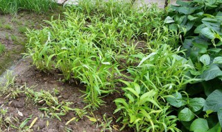 白莱种植方法（白莱怎样种植技术）