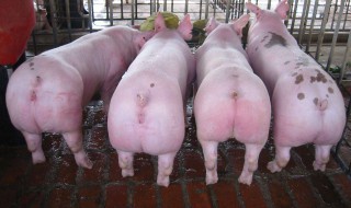 小猪拉稀最简单的方法（小猪拉稀最简单的方法特效药）