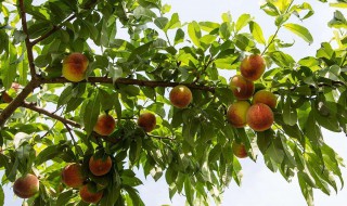 桃树修剪时间和方法（核桃树修剪时间和方法）