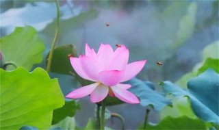 荷花的别称 荷花的别称和雅称