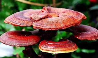 灵芝是年份越久越好吗（灵芝多少年的好）