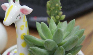 手工盆栽怎么做 手工盆栽怎么做卡纸做的