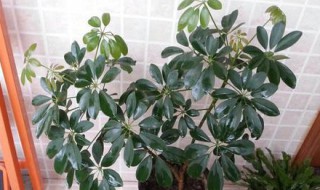 鸭掌木的养殖方法和注意事项 鸭掌木的养殖方法和注意事项能扦插吗