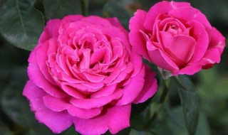 哪些花四季可种（哪些花四季可种活）