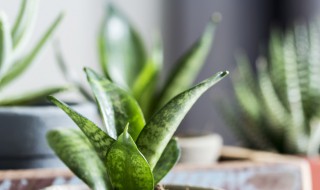 矮脚虎尾兰养殖方法（矮脚虎尾兰养殖方法图解）