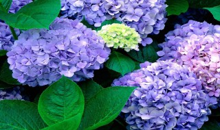 绣球的养殖方法（花卉绣球的养殖方法）
