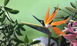 鹤望兰的养殖方法和注意事项（天堂鸟鹤望兰的养殖方法和注意事项）