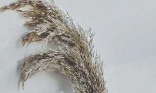 芦苇制作干花的方法（芦苇制作干花的方法和过程）