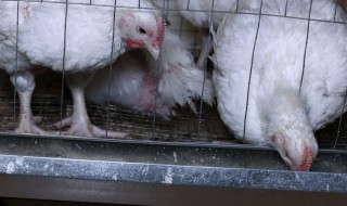 肉鸡饲料怎么做 肉鸡饲料怎么配比