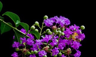 紫微嫁接时间和方法 紫薇嫁接技术有几种方法