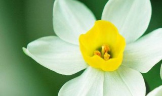 水仙的种植方法 水仙的种植方法水培