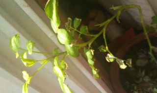 月季干枯叶修剪方法 月季干枯叶修剪方法视频