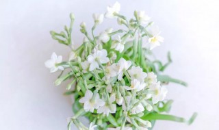 土培水仙花养殖方法 土培水仙花养殖方法视频