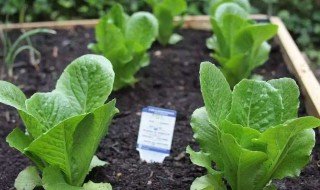 秋天都种什么菜好（秋天都种什么菜好呢）