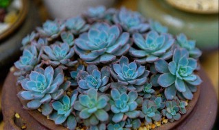 多肉打包的正确方法 多肉打包的正确方法视频