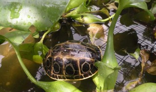 缅甸孔雀龟饲养方法 缅甸孔雀龟值钱吗
