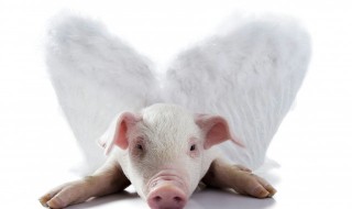 猪肥怎么处理干净（猪肥膘怎么处理）