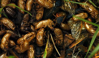 人工养殖蝉蛹的方法（人工养殖蝉蛹视频）