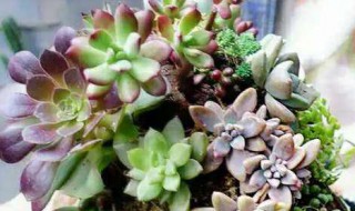 移栽多肉的正确方法（移栽多肉的正确方法是什么）
