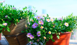 太阳花苗的养殖方法（太阳花苗的养殖方法视频）