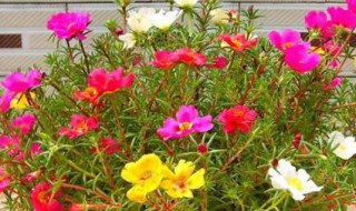 室内太阳花种植方法 室内太阳花种植方法图解