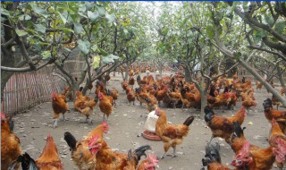 种鸡最好的养殖方法 种鸡最好的养殖方法和技术