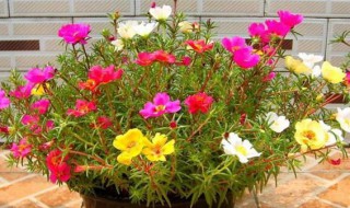 花长虫子怎么处理 牵牛花长虫子怎么处理