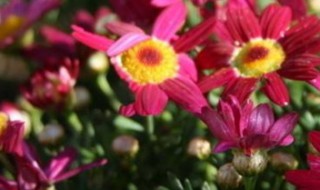 太阳花开后怎么处理 太阳花开后怎么处理好