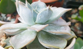 多肉切口怎么处理（多肉切口怎么处理好）