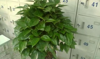 平安树晒伤怎么处理（平安树晒了一天都干了怎么办）