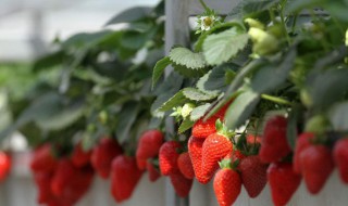 草梅的种植管理方法 草梅怎么种值