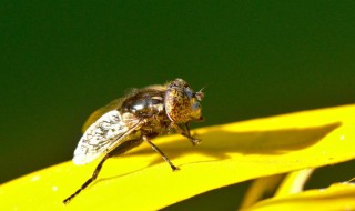 用什么方法去除果蝇（怎么有效去除果蝇）