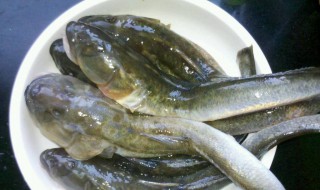 胖头鱼诱饵怎么做 胖头鱼自制饵料配方大全