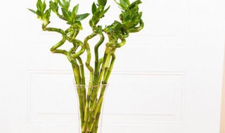 观音竹弯曲怎么处理 观音竹从杆子中间萎缩