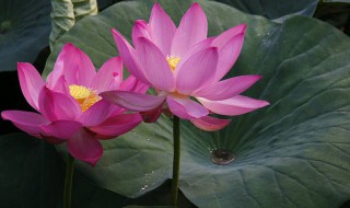 鱼塘水芙蓉怎么处理（鱼塘水芙蓉太多会影响鱼吗）