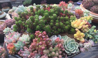 多肉砍枝后怎么处理 多肉砍枝后怎么处理好