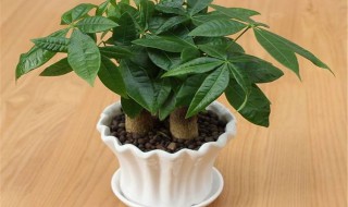 发财树养植的方法 发财树如何养植?