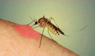 家里有蚊子怎么处理 家里有蚊子怎么处理最好