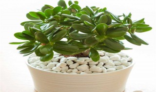 玉树的室内养殖方法 玉树在室内怎么养