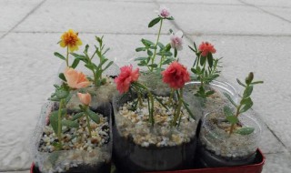 太阳花扦插的最佳方法 太阳花扦插的最佳方法图解