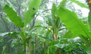 芭蕉树生病怎么处理（芭蕉树生病怎么处理好）