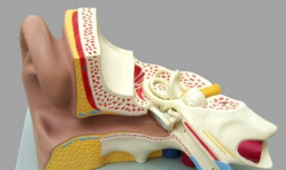 湿耳垢怎么自己处理 湿耳垢怎么自己处理掉