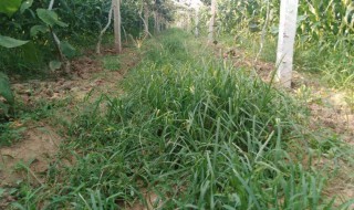 猕猴桃地杂草怎么处理（猕猴桃地杂草怎么处理干净）