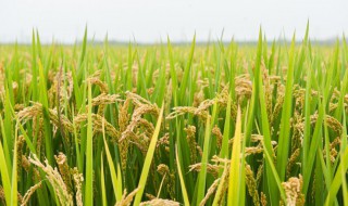 水稻受潮怎么处理（水稻受湿怎么办）