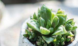 多肉水培发根怎么处理 多肉水培发根后怎么上盆