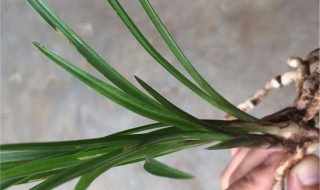 带叶葱蒜的保存方法（新鲜葱蒜叶怎么保存）