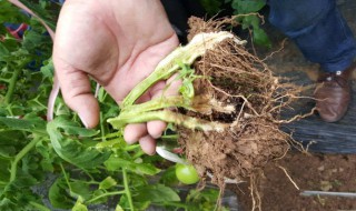 土壤病害的防治方法 土壤病害有哪些高端配方