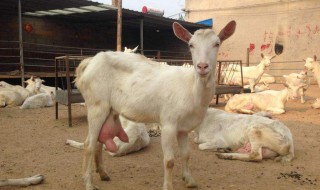 奶公牛养殖技术方法 奶公牛养殖技术方法视频