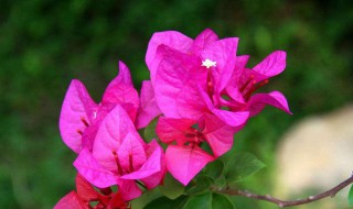 玫红三角梅养殖方法（玫红三角梅勤花吗?）